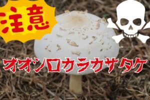 毒キノコ　注意！
